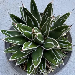 【アガベ　姫笹の雪ライムグリーン　良ペンキ】メルカリ便 2025年最新】アガベ笹の雪ペンキの人気アイテム - メルカリ