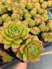 【50株の抜き苗セット】レジティア　多肉植物　佐川急便発送　エケベリア　韓国苗　SF65