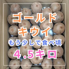 次回発送22日※限定6箱※【もう少しで食べ頃】ゴールドキウイ4.5kg