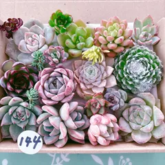 2025年最新】多肉 カット苗セットの人気アイテム - メルカリ