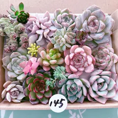 2025年最新】多肉寄せ植えの人気アイテム - メルカリ