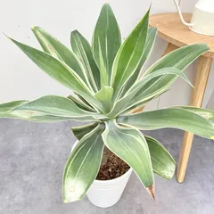 メルカリ便発送‼︎　アテナータ変わり斑　4カット苗 2025年最新】アテナータ 斑入りの人気アイテム - メルカリ