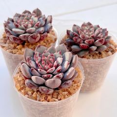 多肉植物 キャロライン 韓国苗 - メルカリ