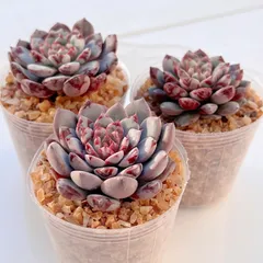 特大❣️豪華根付き韓国苗寄せ植え❣️ 2025年最新】韓国苗多肉植物の人気アイテム - メルカリ