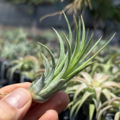 Tillandsia ヒルタ HR＊チランジア ヒルタ v. ヒルタ Tillandsia hirta var. hirta＊エア