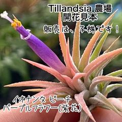 HR＊チランジア ヒルタ v. ヒルタ Tillandsia hirta var. hirta＊エア