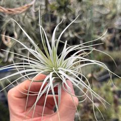 HR＊チランジア ヒルタ v. ヒルタ Tillandsia hirta var. hirta＊エア