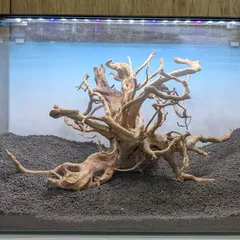 2025年最新】ホーンウッド adaの人気アイテム - メルカリ