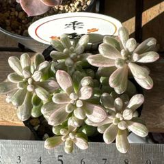 多肉植物 ピンクルルビー❣️抜き苗 - メルカリ