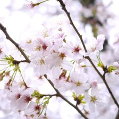 横浜ベイスターズ 25 村田修一選手 直筆サイン入り バット - メルカリ