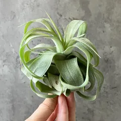 2025年最新】チランジアの人気アイテム - メルカリ