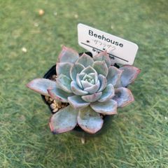 多肉植物 ビーハウス 抜き苗 - メルカリ