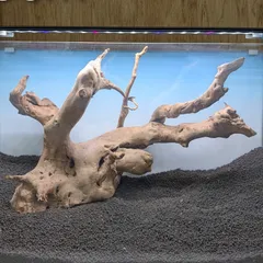 2025年最新】ada ブランチウッドの人気アイテム - メルカリ