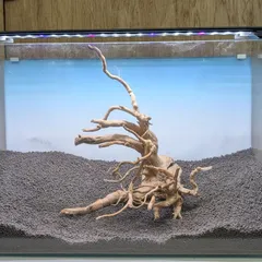 ADA ホーンウッド　LL 未使用品　① 2026年最新】ホーンウッド adaの人気アイテム - メルカリ