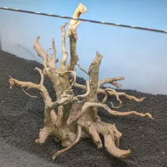 2025年最新】ADA ブランチウッドの人気アイテム - メルカリ