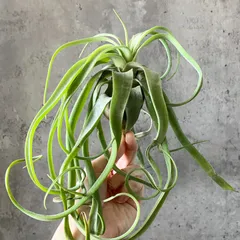 2025年最新】チランジアの人気アイテム - メルカリ