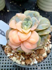 2025年最新】ラブリーローズ錦の人気アイテム - メルカリ