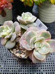 多肉植物　ラブリーローズ錦　赤　葉挿し苗１年生　B