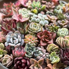 多肉植物 韓国苗 ビヨンセ虹錦 カット苗 - メルカリ