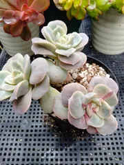 多肉植物　ラブリーローズ錦　赤　葉挿し苗１年生　A