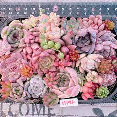多肉植物 寄せ植えset♡11192