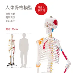 2026年最新】脊柱模型の人気アイテム - メルカリ