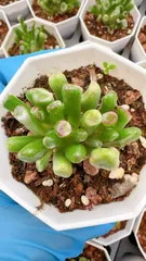 2025年最新】ゴーラム錦の人気アイテム - メルカリ