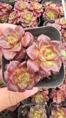 【50株の抜き苗セット】レッドティア　多肉植物　佐川急便発送　エケベリア　韓国苗　Z2057