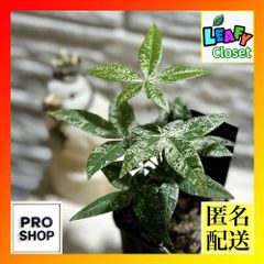 斑入りパキラ 2.5号ロングスリット鉢(個体おまかせ1鉢)　観葉植物 インテリアグリーン 室内園芸 おしゃれ 可愛い かわいい(506770)