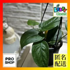 本日限定値下げ　スキンダプサス　エメラルド　美株 本日限定値下げ スキンダプサス エメラルド 美株 2025年最新