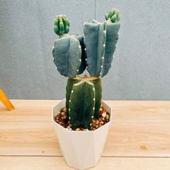 現品］♡かわいい♡ 24番 柱サボテン 鬼面角 ブランチ 5号 観葉植物