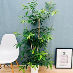 現品］【希少】アデニウム アナコンダ 7号 コーデックス 珍しい 塊根