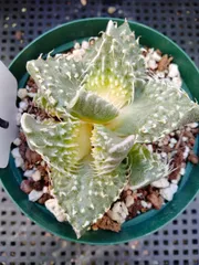 メルカリ便発送☆フォーカリア属 紅蓮地獄(選抜実生苗) メルカリ便発送☆フォーカリア属 紅蓮地獄(選抜実生苗) - メルカリ