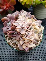 2026年最新】キュービックフロストの人気アイテム - メルカリ