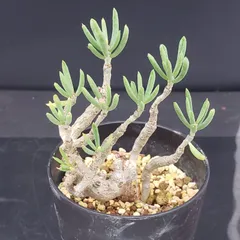 2025年最新】チレコドンの人気アイテム - メルカリ