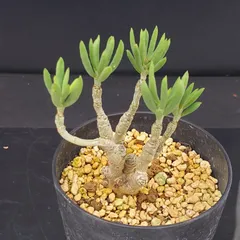 2025年最新】チレコドンの人気アイテム - メルカリ