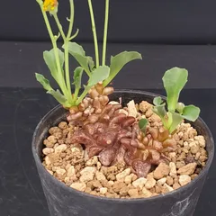 大株 特選 現地株 オトンナ ヘレー オトンナ ヘレー | GREEN LUCK