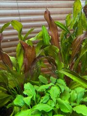 メルカリ便 xyris sp red水中葉大株1株 水草 ADA 水槽 - メルカリ