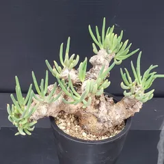 2025年最新】万物想の人気アイテム - メルカリ