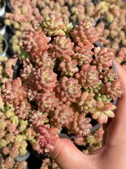 2025年最新】花団錦 多肉の人気アイテム - メルカリ