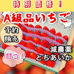 A品　朝採れ　新鮮　予約販売　12/7〜13発送分　いちご　とちあいか　減農薬　モリンガ　カカオ