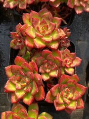 新入荷 ミニベル錦 ZZ31×18苗 抜き苗 多肉植物 アエオニウム