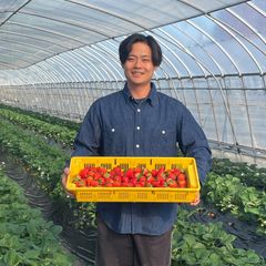 デカいちご とちあいか 減農薬 モリンガ カカオ 朝採れ 新鮮 産地直送