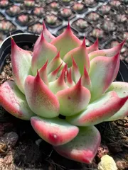 【50株の抜き苗セット】トスカネリー　多肉植物　佐川急便発送　エケベリア　韓国苗　Z2071