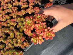 32株×ティア 多肉植物 エケベリア セダム アエオニウム グラプトペタルム 韓国苗 寄せ植え ANL9