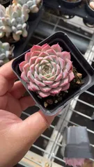 50株×ピンクベラ 多肉植物 エケベリア セダム アエオニウム グラプトペタルム 韓国苗 寄せ植え RC2206