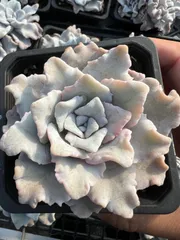 15株×バレリーナ 多肉植物 エケベリア セダム アエオニウム グラプトペタルム 韓国苗 寄せ植え YP219