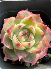 54株×バラ 多肉植物 エケベリア セダム アエオニウム グラプトペタルム 韓国苗 寄せ植え YP213