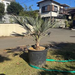 極太幹】3m ココスヤシ - メルカリ