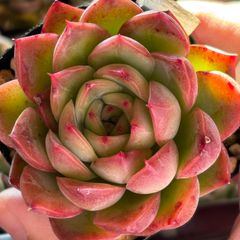 多肉植物 ラブリーローズ 抜き苗 - メルカリ